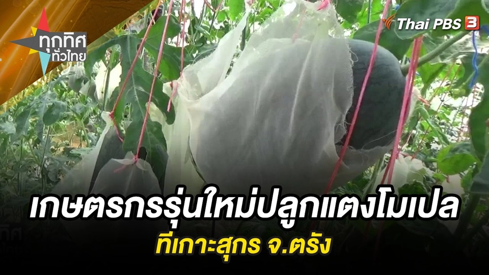 เกษตรกรรุ่นใหม่ปลูกแตงโมเปลที่เกาะสุกร จ.ตรัง