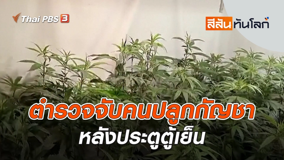 ตำรวจจับคนปลูกกัญชาหลังประตูตู้เย็น | สีสันทันโลก | 20 ม.ค. 67