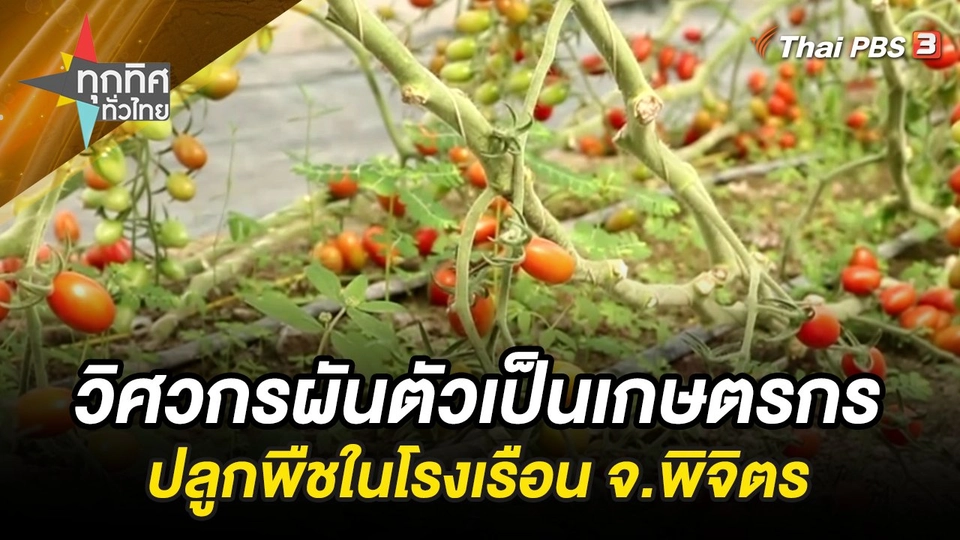 วิศวกรผันตัวเป็นเกษตรกรปลูกพืชในโรงเรือน จ.พิจิตร