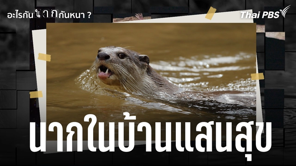 นากในบ้านแสนสุข