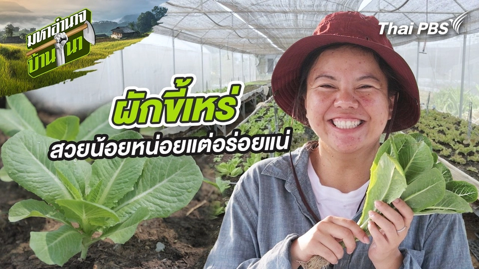 ผักขี้เหร่ สวยน้อยหน่อยแต่อร่อยแน่