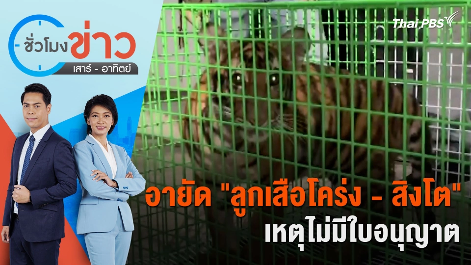 อายัด "ลูกเสือโคร่ง - สิงโต" เหตุไม่มีใบอนุญาต | ชั่วโมงข่าว เสาร์ - อาทิตย์ | 18 พ.ค. 67
