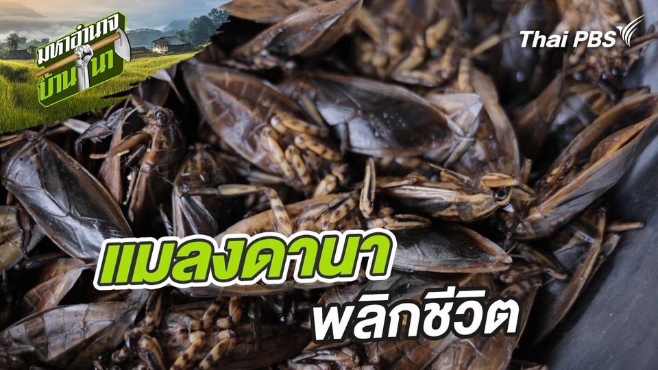 แมลงดานา พลิกชีวิต