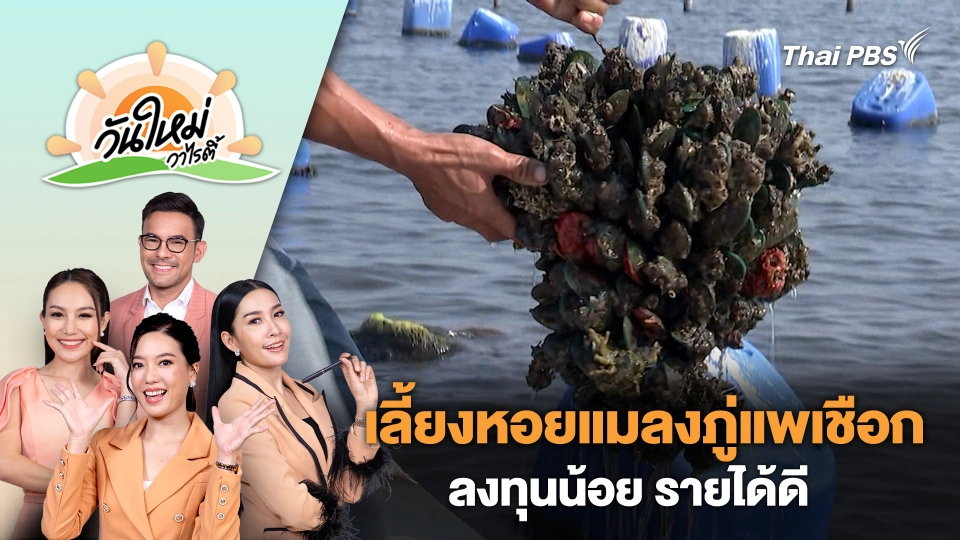 อาชีพเลี้ยงหอยแมลงภู่แพเชือก ลงทุนน้อย รายได้ดี | วันใหม่วาไรตี้ | 23 พ.ค. 67