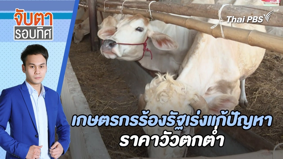 เกษตรกรร้องรัฐเร่งแก้ปัญหาราคาวัวตกต่ำ | จับตารอบทิศ | 29 เม.ย. 67