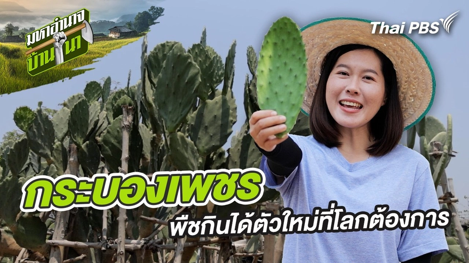 กระบองเพชร พืชกินได้ตัวใหม่ที่โลกต้องการ