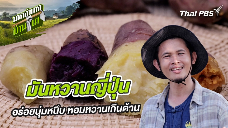 มันหวานญี่ปุ่น อร่อยนุ่มหนึบ หอมหวานเกินต้าน