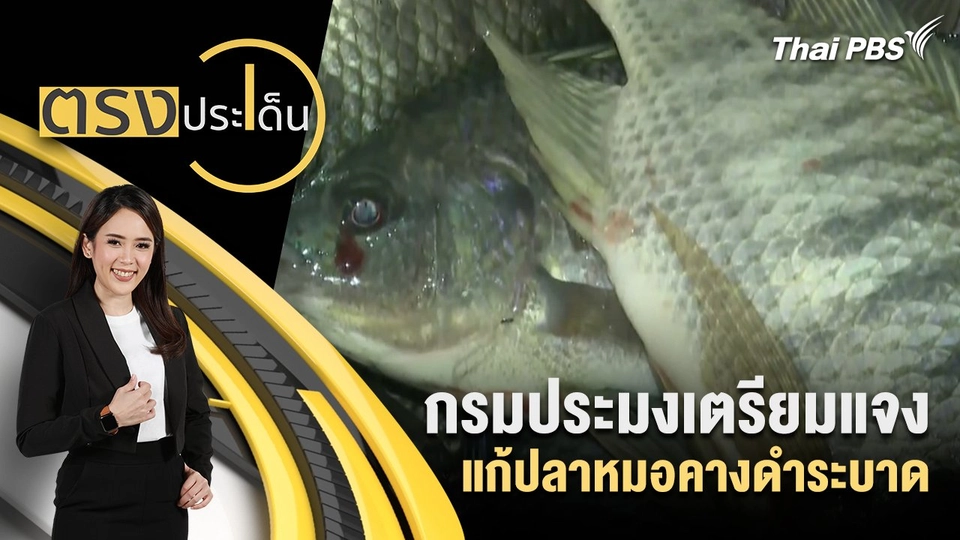 กรมประมงเตรียมแจงแก้ปลาหมอคางดำระบาด