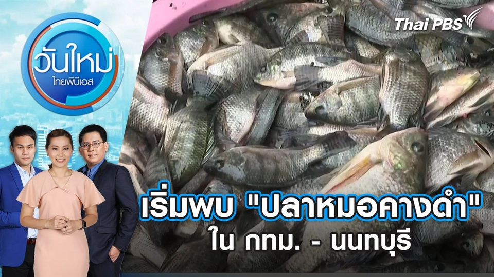 เริ่มพบ "ปลาหมอคางดำ" ใน กทม. - นนทบุรี | วันใหม่ ไทยพีบีเอส | 16 ก.ค. 67