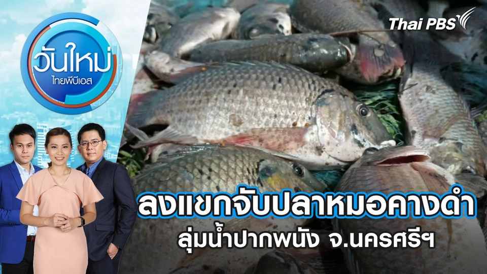 ลงแขกจับปลาหมอคางดำลุ่มน้ำปากพนัง จ.นครศรีฯ | วันใหม่ ไทยพีบีเอส | 15 ก.ค. 67