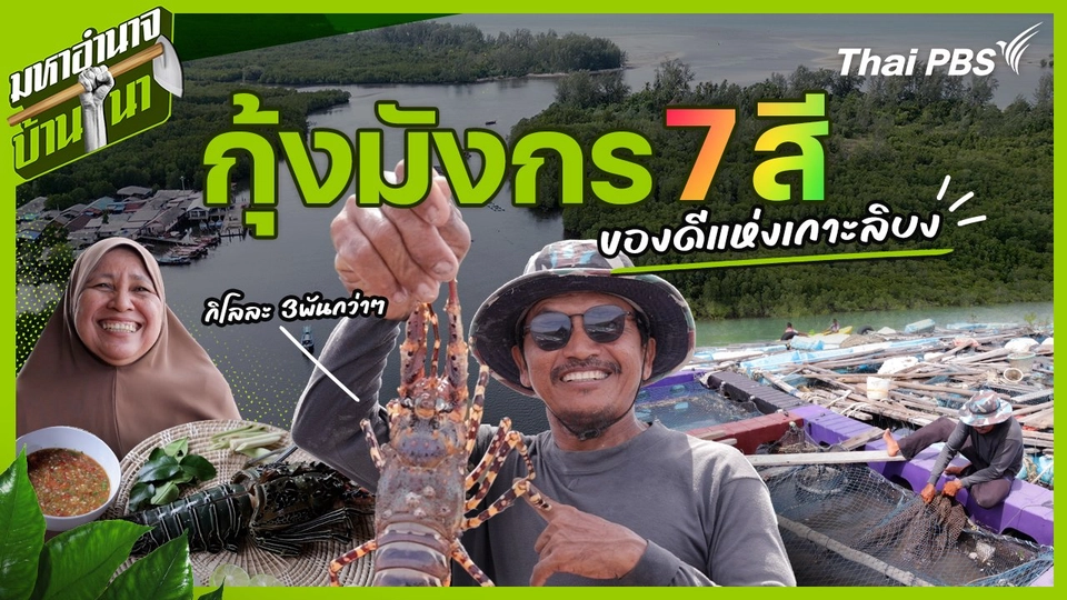 กุ้งมังกร 7 สี ของดีแห่งเกาะลิบง