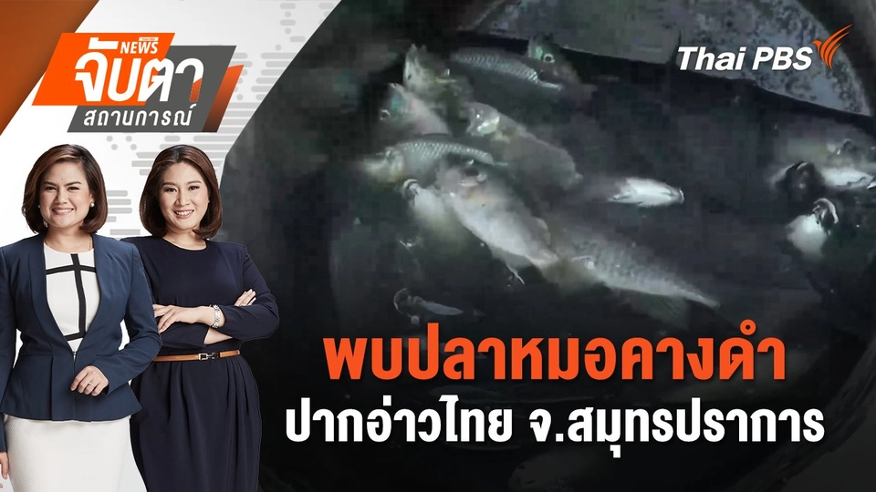 พบปลาหมอคางดำปากอ่าวไทย จ.สมุทรปราการ | จับตาสถานการณ์ | 18 ก.ค. 67
