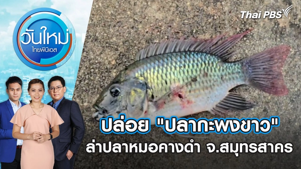 ปล่อย "ปลากะพงขาว" ล่าปลาหมอคางดำ จ.สมุทรสาคร | วันใหม่ ไทยพีบีเอส | 24 ก.ค. 67