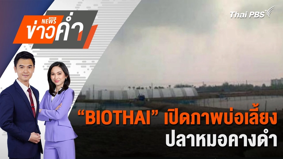 “BIOTHAI” เปิดภาพบ่อเลี้ยงปลาหมอคางดำ ต.ยี่สาร จ.สมุทรสงคราม | 26 ก.ค. 67