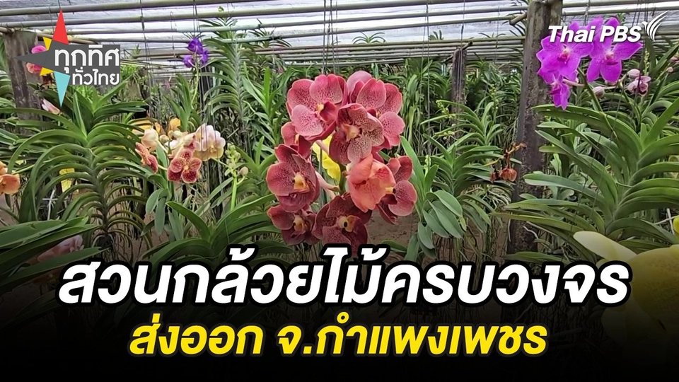 สวนกล้วยไม้ครบวงจรส่งออก จ.กำแพงเพชร