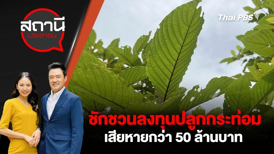 ชักชวนลงทุนปลูกกระท่อม เสียหายกว่า 50 ล้านบาท