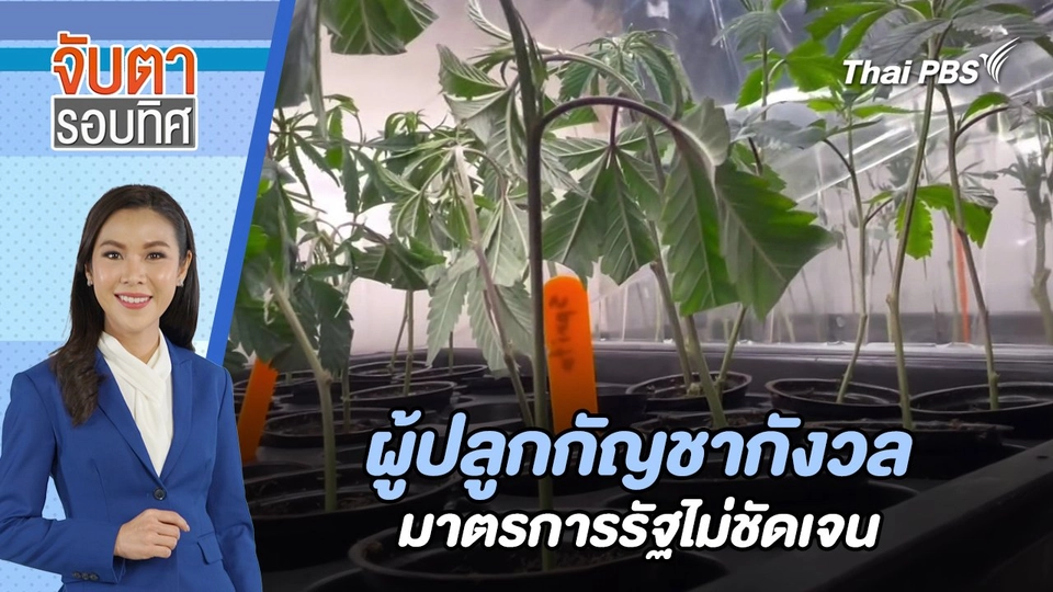 ผู้ปลูกกัญชากังวลมาตรการรัฐไม่ชัดเจน | จับตารอบทิศ | 1 ส.ค. 67
