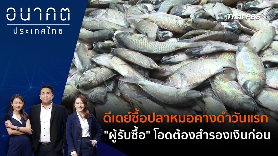 ดีเดย์ซื้อปลาหมอคางดำวันแรก "ผู้รับซื้อ" โอดต้องสำรองเงินก่อน