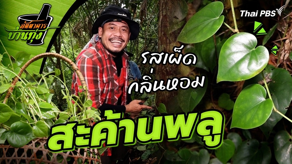 สะค้านพลู