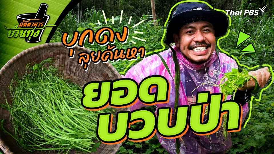 ยอดบวบป่า