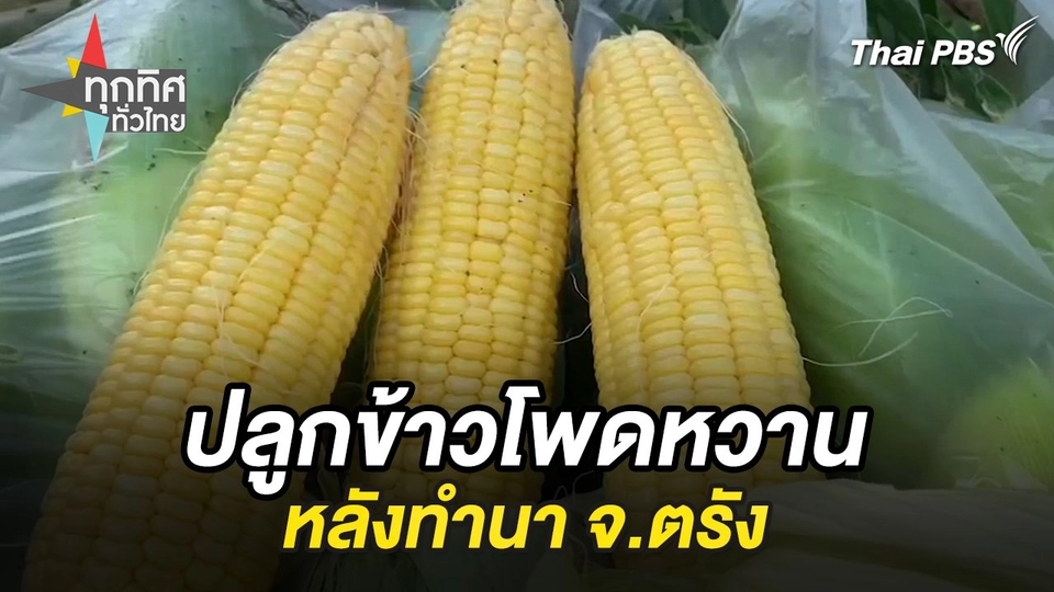 ปลูกข้าวโพดหวานหลังทำนา จ.ตรัง