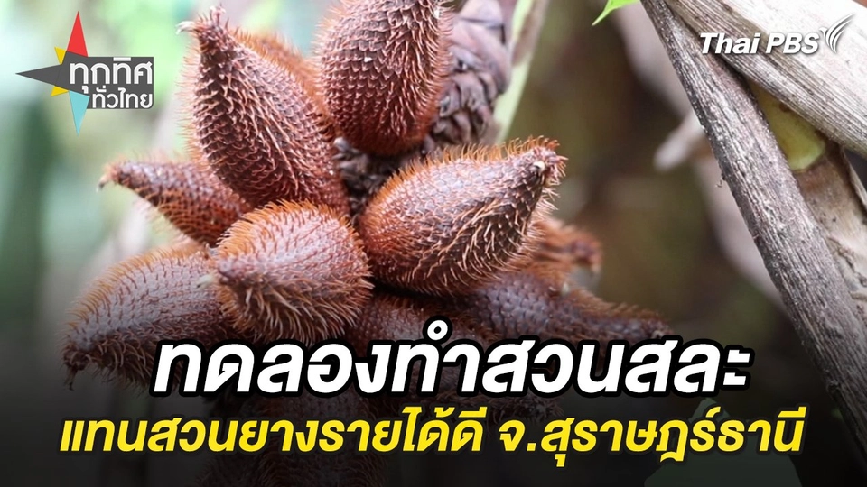 ทดลองทำสวนสละแทนสวนยางรายได้ดี จ.สุราษฎร์ธานี