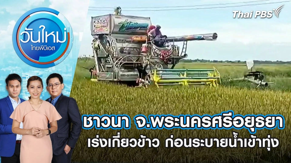 ชาวนา จ.พระนครศรีอยุธยา เร่งเกี่ยวข้าว ก่อนระบายน้ำเข้าทุ่ง | วันใหม่ ไทยพีบีเอส | 10 ก.ย. 67