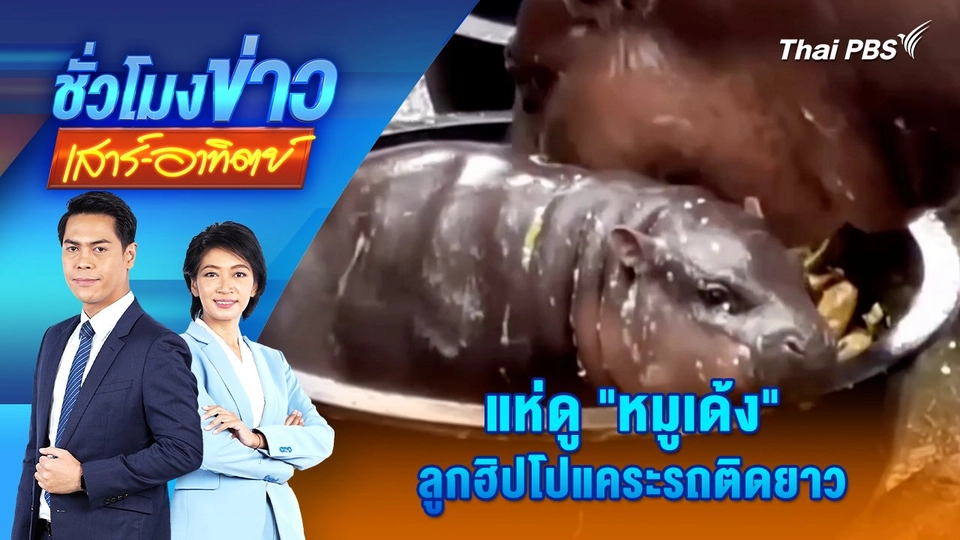 แห่ดู "หมูเด้ง" ลูกฮิปโปแคระรถติดยาว | ชั่วโมงข่าว เสาร์ - อาทิตย์ | 15 ก.ย. 67