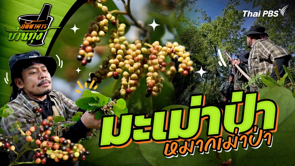 มะเม่าป่า (หมากเม่าป่า)