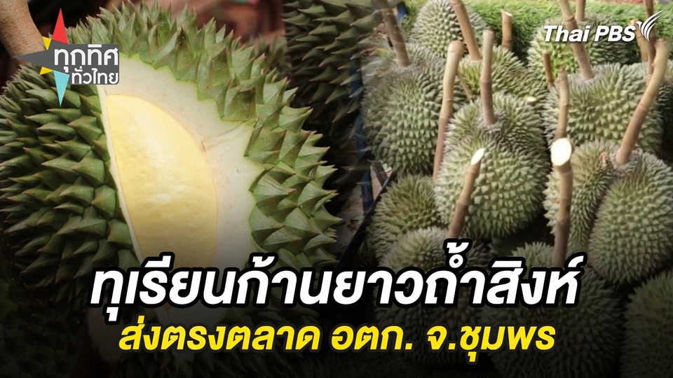 ทุเรียนก้านยาวถ้ำสิงห์ส่งตรงตลาด อตก. จ.ชุมพร