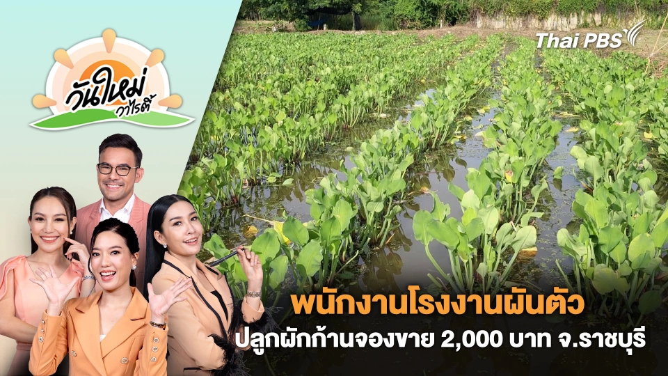 พนักงานโรงงานผันตัวปลูกผักก้านจองขายรายได้ต่อวัน 2,000 บาท จ.ราชบุรี | วันใหม่วาไรตี้ | 23 ก.ย. 67