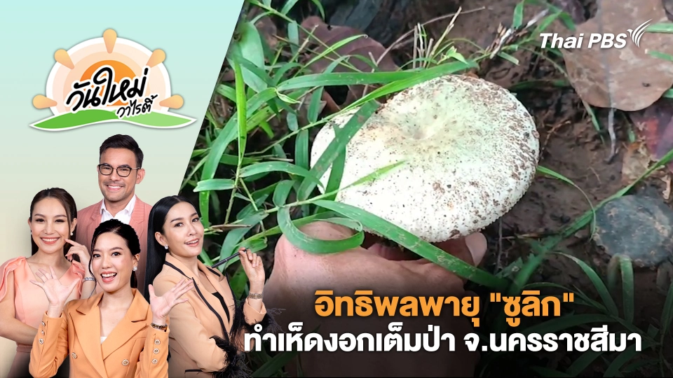อิทธิพลพายุ "ซูลิก" ทำเห็ดงอกเต็มป่า อ.ครบุรี จ.นครราชสีมา | วันใหม่วาไรตี้ | 25 ก.ย. 67