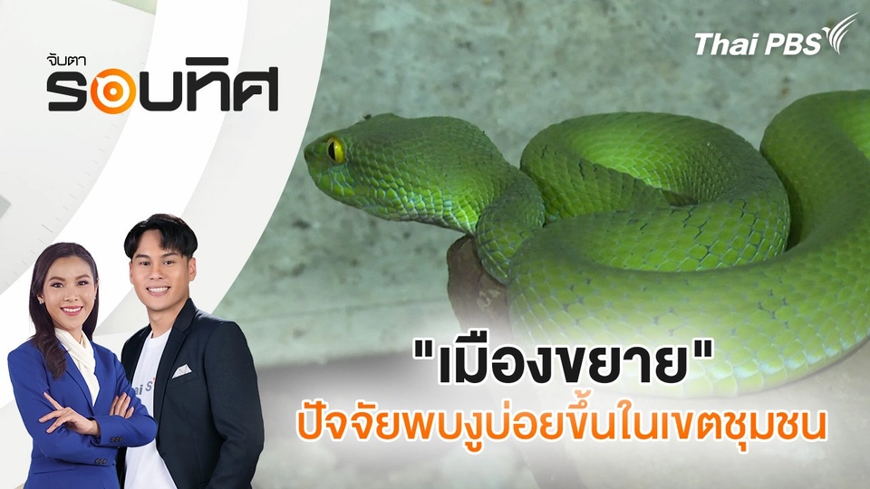 ​"เมืองขยาย" ปัจจัยพบงูบ่อยขึ้นในเขตชุมชน | จับตารอบทิศ | 1 ต.ค. 67