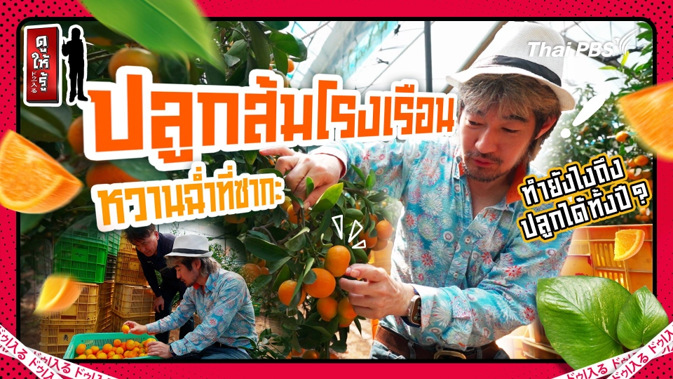 ปลูกส้มในโรงเรือนหวานกว่าราคาดีขายได้ทั้งปีที่ซากะ