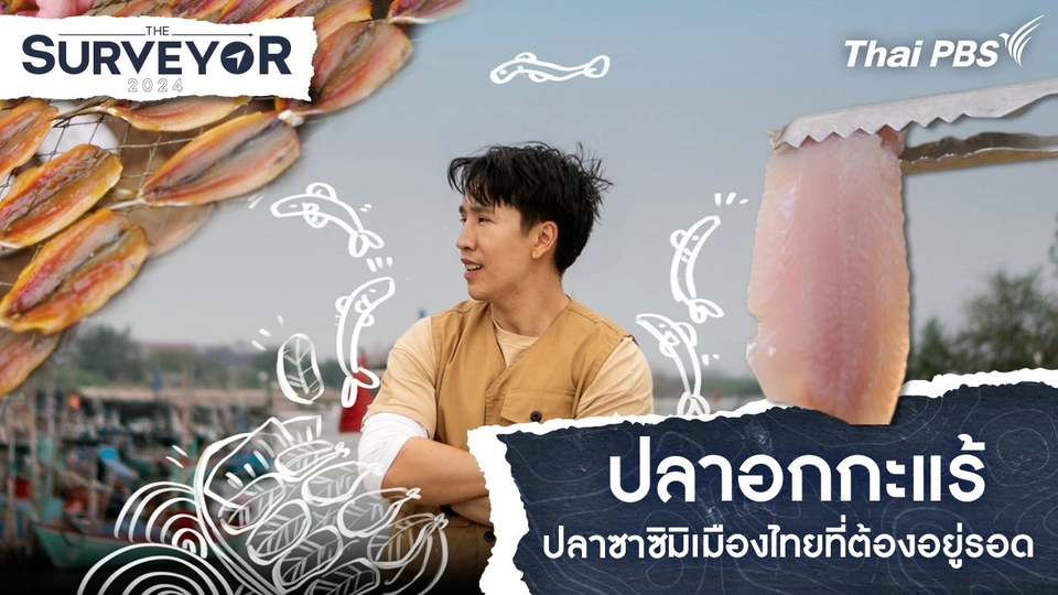 ปลาอกกะแร้ ปลาซาซิมิเมืองไทยที่ต้องอยู่รอด