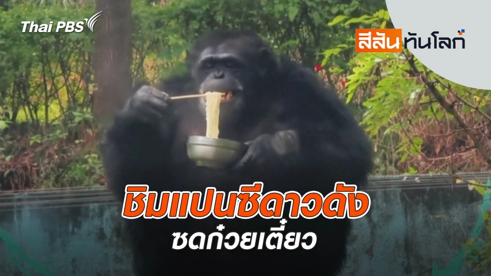 ชิมแปนซีดาวดังซดก๋วยเตี๋ยว | สีสันทันโลก | 12 ต.ค. 67