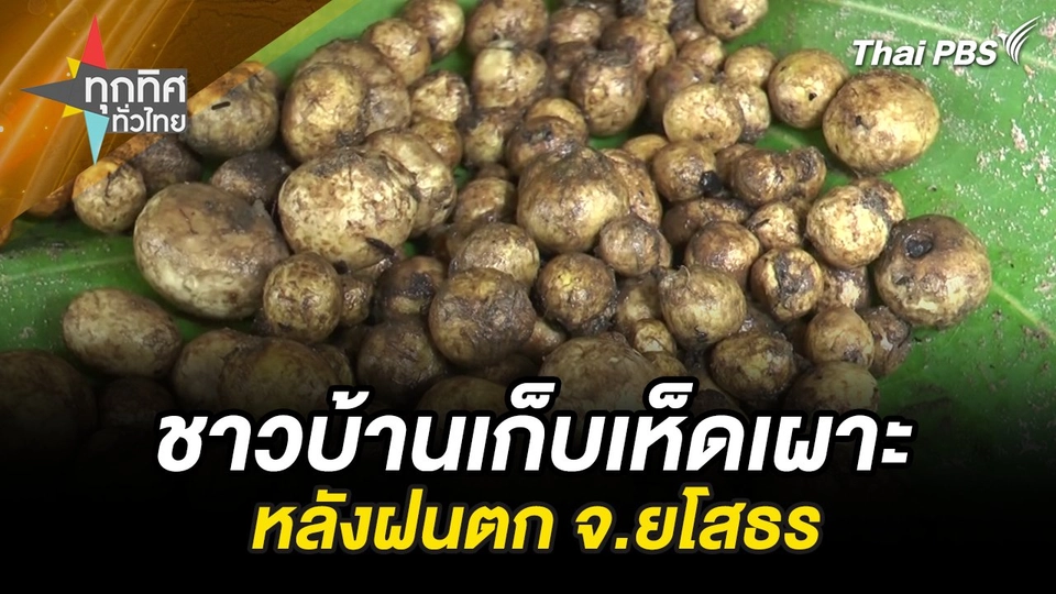 ชาวบ้านเก็บเห็ดเผาะหลังฝนตก จ.ยโสธร