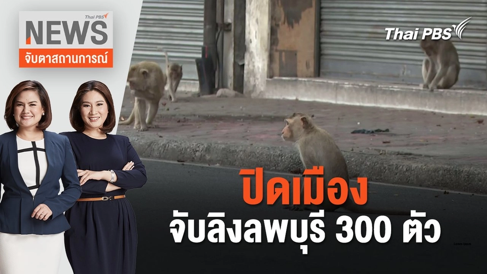 ปิดเมืองจับลิงลพบุรี 300 ตัว | จับตาสถานการณ์ | 24 พ.ค. 67