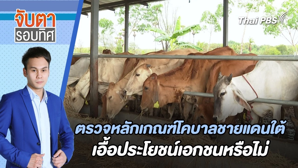 ตรวจหลักเกณฑ์โคบาลชายแดนใต้เอื้อประโยชน์เอกชนหรือไม่ | จับตารอบทิศ | 28 พ.ค. 67