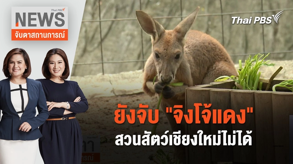 ยังจับ "จิงโจ้แดง" สวนสัตว์เชียงใหม่ไม่ได้ | จับตาสถานการณ์ |30 พ.ค. 67