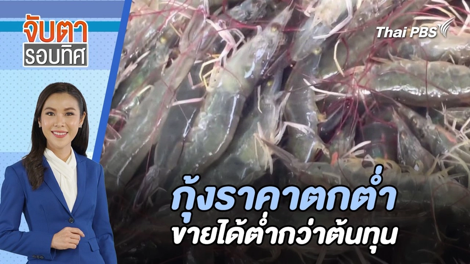 กุ้งราคาตกต่ำ ขายได้ต่ำกว่าต้นทุน | จับตารอบทิศ | 5 มิ.ย. 67