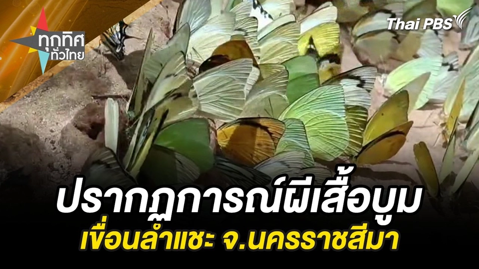 ปรากฏการณ์ผีเสื้อบูมเขื่อนลำแชะ จ.นครราชสีมา