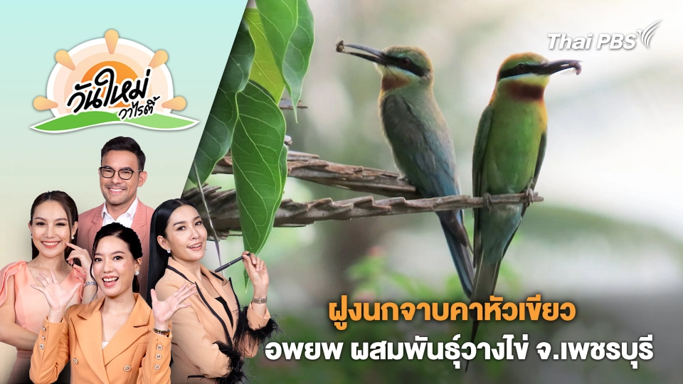 ฝูงนกจาบคาหัวเขียว อพยพขุดรูผสมพันธุ์วางไข่ที่จังหวัดเพชรบุรี | วันใหม่วาไรตี้ | 18 มิ.ย. 67