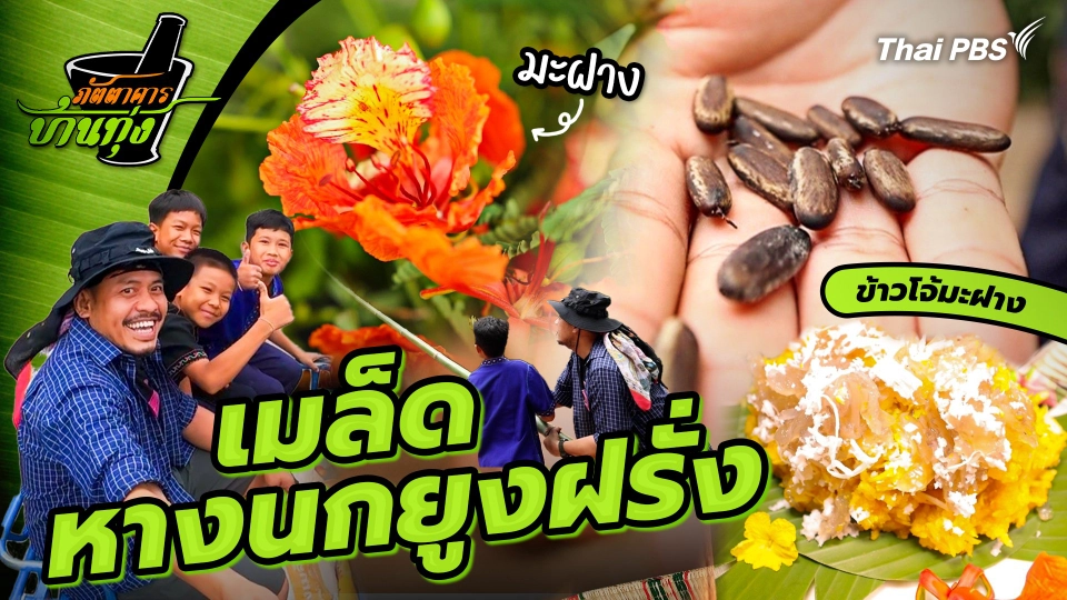 เมล็ดหางนกยูงฝรั่ง