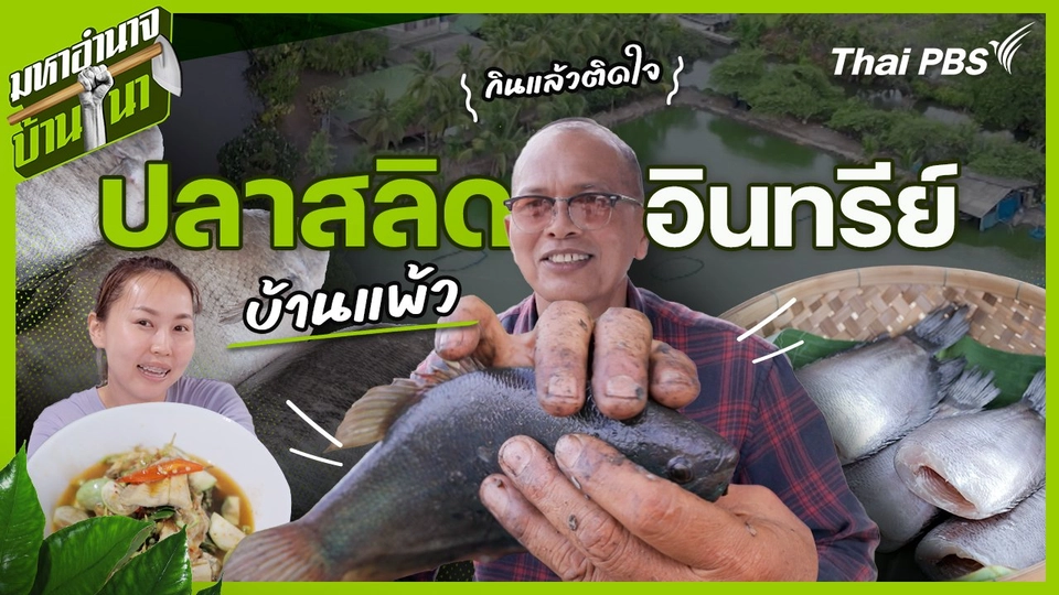 ปลาสลิดอินทรีย์บ้านแพ้ว กินแล้วติดใจ