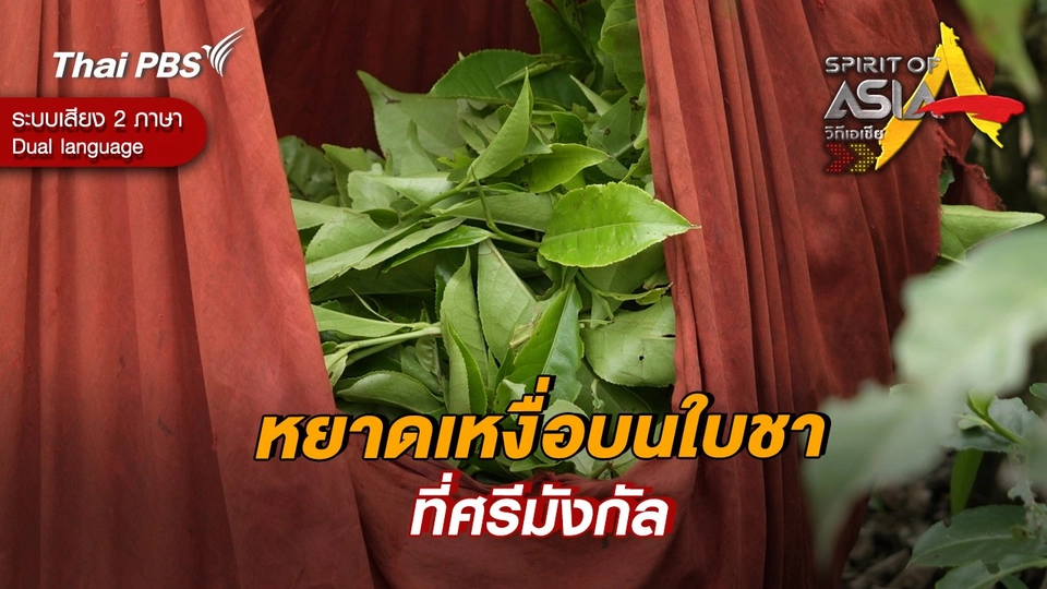 หยาดเหงื่อบนใบชาที่ศรีมังกัล