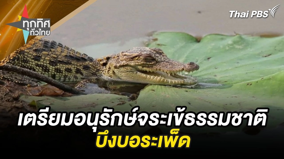 เตรียมอนุรักษ์จระเข้ธรรมชาติบึงบอระเพ็ด