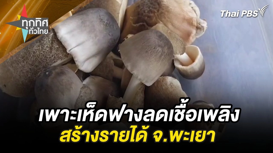 เพาะเห็ดฟางลดเชื้อเพลิงสร้างรายได้ จ.พะเยา