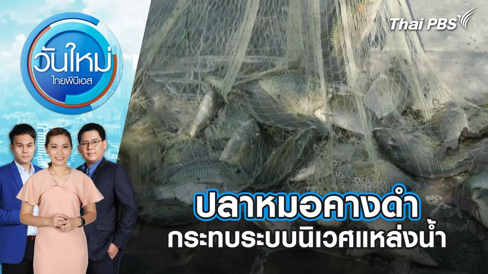 ปลาหมอคางดำ กระทบระบบนิเวศแหล่งน้ำ | วันใหม่ ไทยพีบีเอส | 9 ก.ค. 67