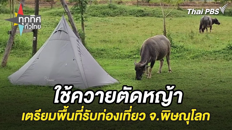 ใช้ควายตัดหญ้าเตรียมพื้นที่รับท่องเที่ยว จ.พิษณุโลก